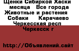 Щенки Сибиркой Хаски 2 месяца - Все города Животные и растения » Собаки   . Карачаево-Черкесская респ.,Черкесск г.
